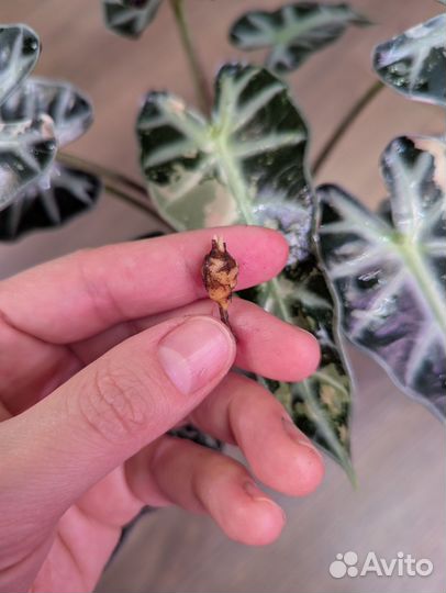 Алоказия бамбино пинк вариегатная