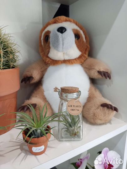 Тилландсия атмосферная