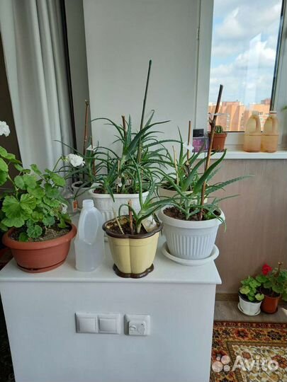 Алоэ вера лекарственное