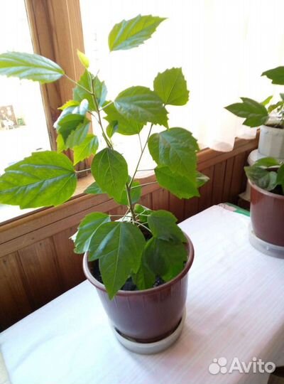 Кротон, Гибикус, толстянка и др.комнатные растения