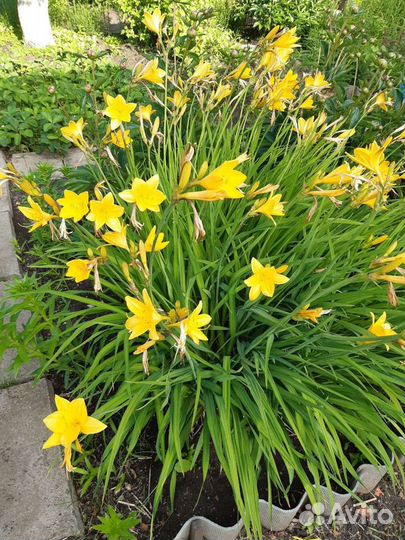 Садовые многолетники