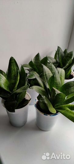 Комнатные цветы Сансевиерия ханни