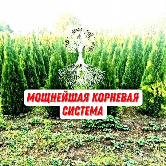 Туи шикарнейшие Колумна Смарагд Ауреа шаровидные