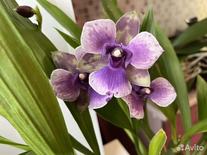 Орхидея зигопеталум пелорик