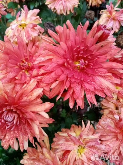 Хризантема