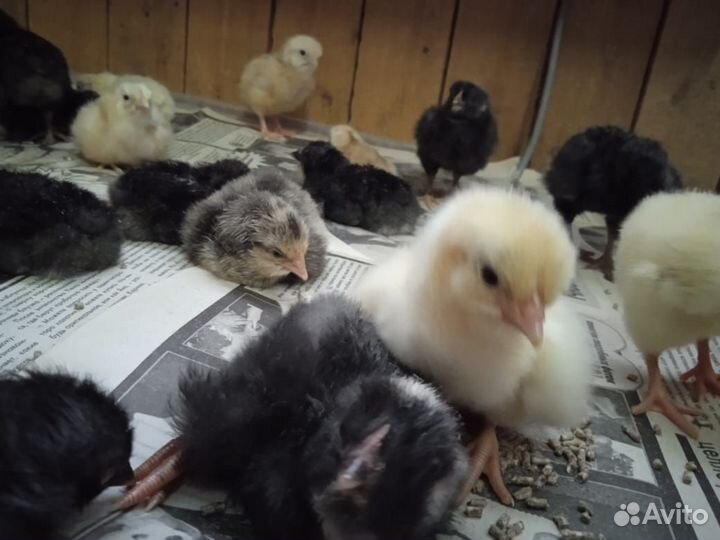 Цыплята цветной бройлер