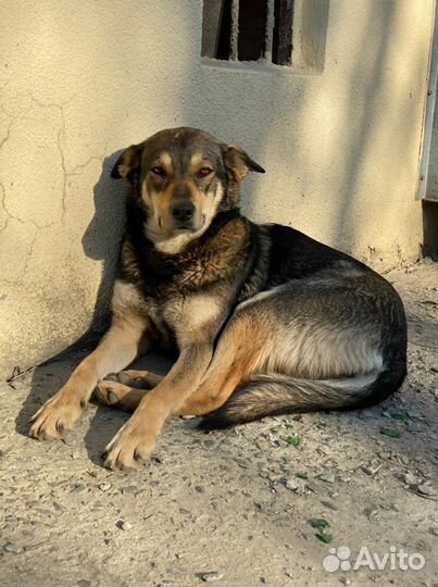 Собака в самые добрые руки