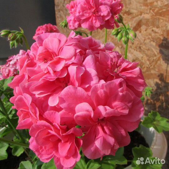 Герань (пеларгония)