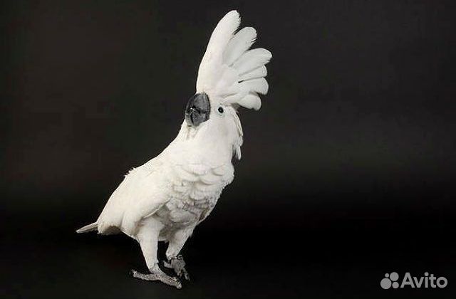 Попугай какаду ручной