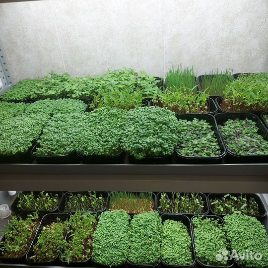 Микрозелень