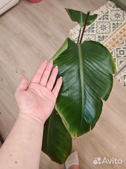 Стрелиция николая