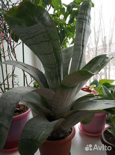 Брызги шампанского