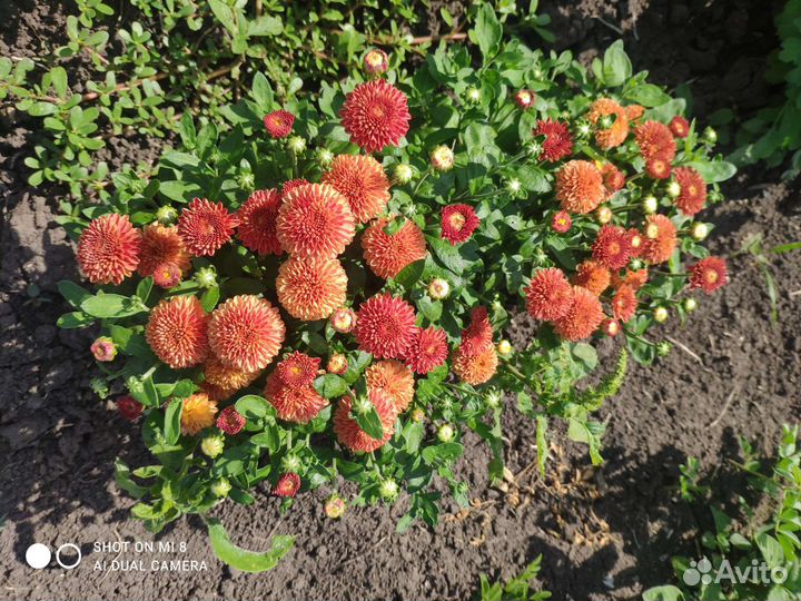 Хризантема мультифлора ранние сорта