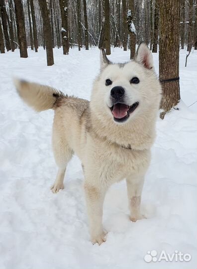 Мини Хаски Патрик