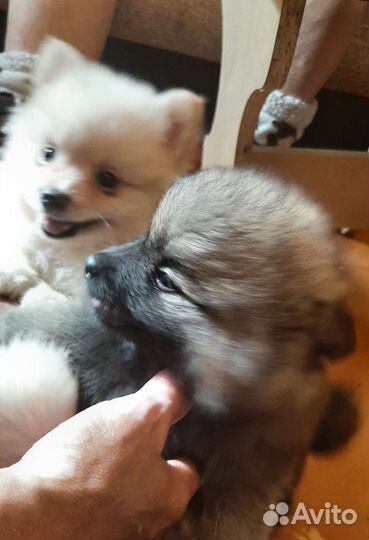 Щенки шпица в добрые руки