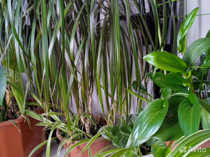 Вода аквариумная, с полезными веществами