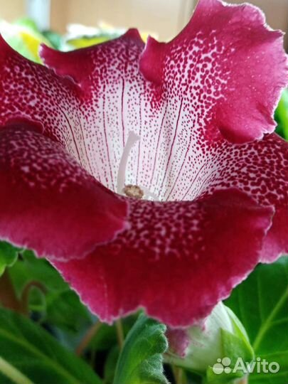 Глоксиния махровая
