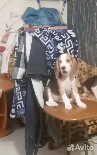 Щенки бигль