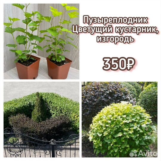 Многолетники, изгородь