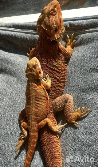 Бородатая агама (лат. Pogona vitticeps)