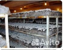 Готовые компостные грядки шампиньонов