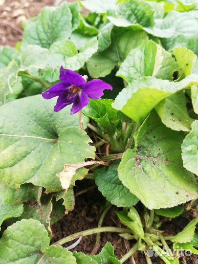 Распродаю Саженцы цветов и декоративных растений