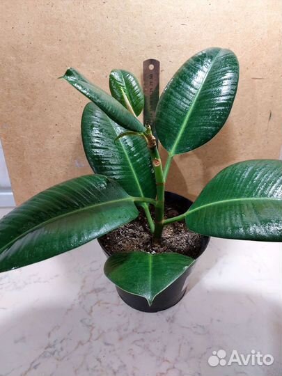 Фикус эластика робуста