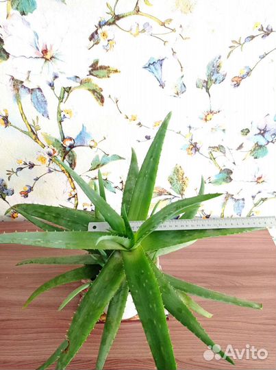 Алоэ вера 4 года