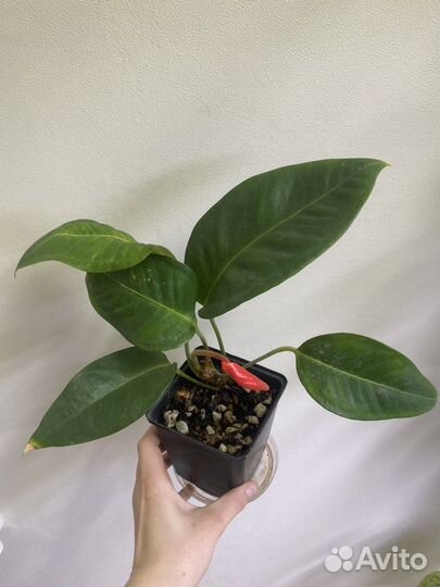 Антриум Шерцера домашний красный