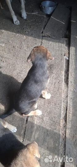 Собаки щенки