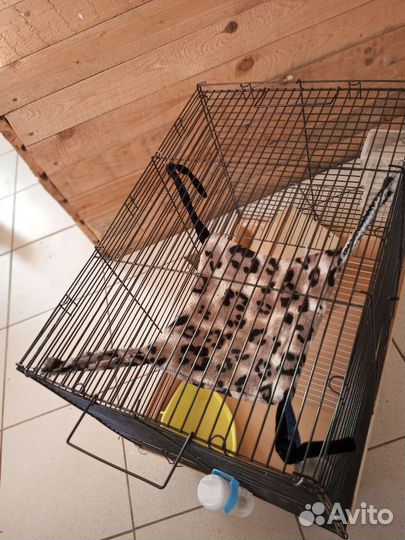 Клетка для крыс
