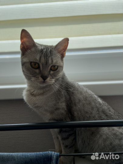 Даром пристраивается котейка