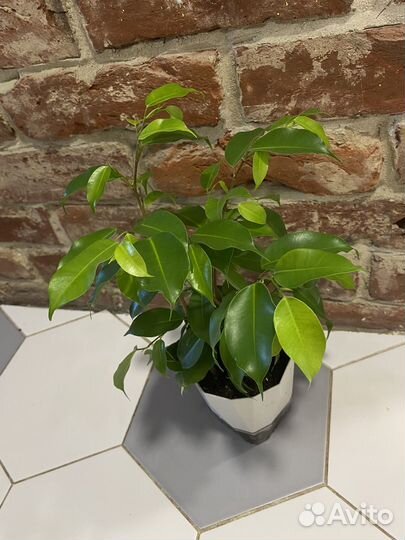 Фикус бенджамина