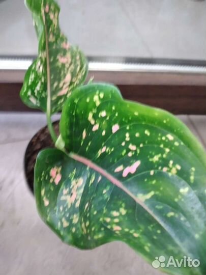 Аглаонема пинк леопард,чатра монгол