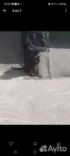 Подарите коту шанс.кот бесплатно