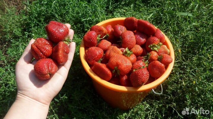 Клубника ремонтантная королева Елизавета 2