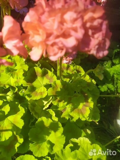 Сортовые пеларгонии