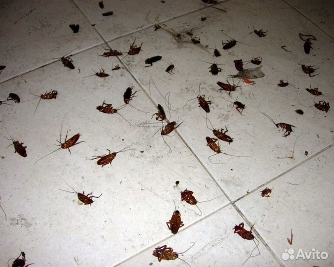 Уничтожение клопов, тараканов. Качество. Гарантия