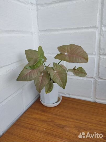 Сингониумы