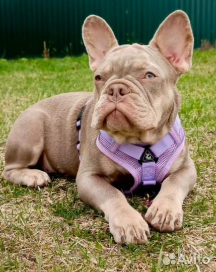 Изабелла нью Шейд Кобель Мерль 9.5 мес