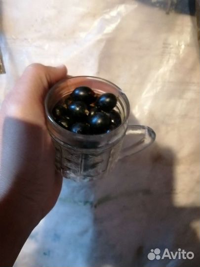 Черная смородина