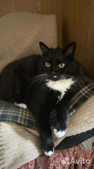 Котик в добрые руки