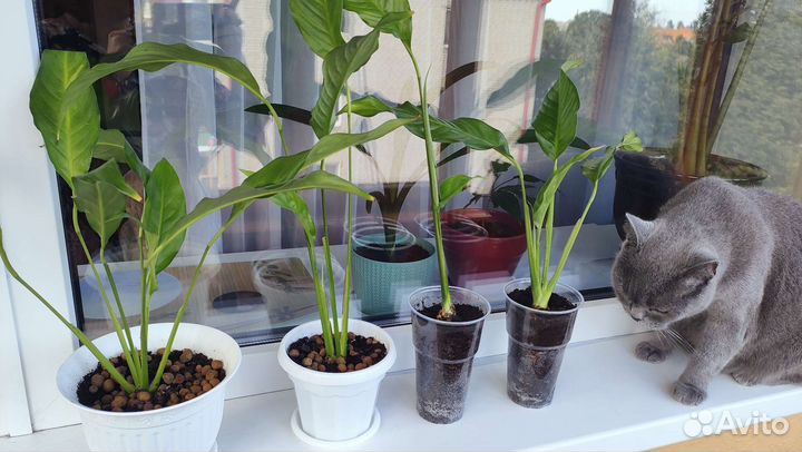 Спатифиллум