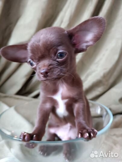 Шоколадный крохотулечка