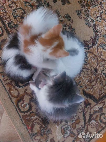 Отдам котят в добрые руки телефон для связи