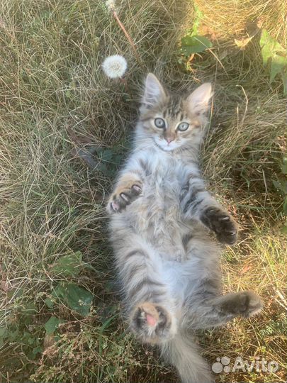 Котики бесплатно