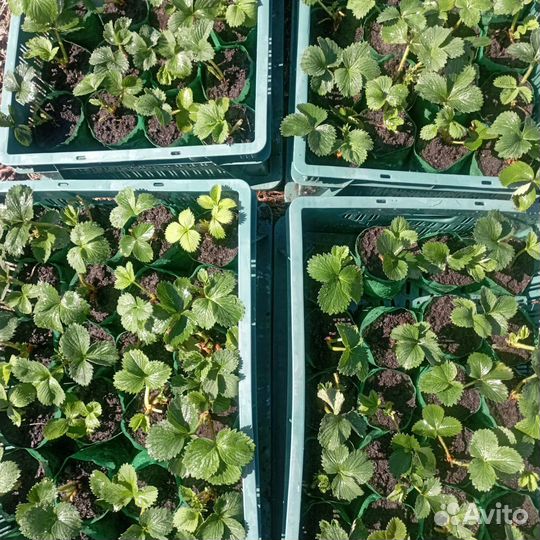 Рассада земляники садовой