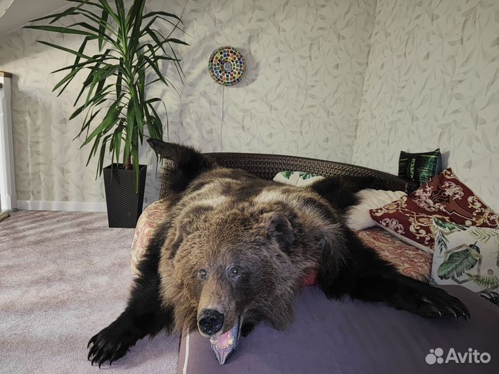 Медвежья шкура (имитация) Premium
