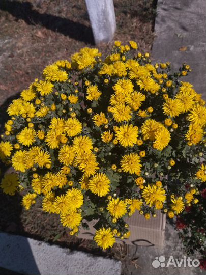 Хризантемы мультифлора