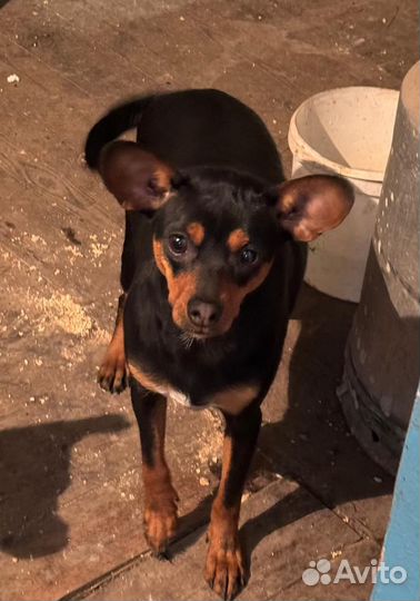 Той-терьер+пинчер